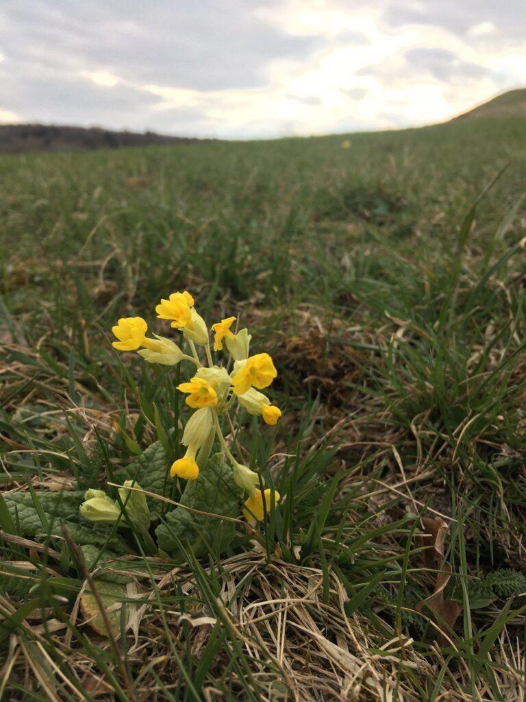 blog schluesselblume 1