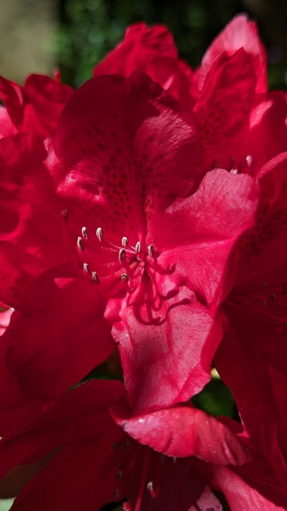 Alpenrose rot