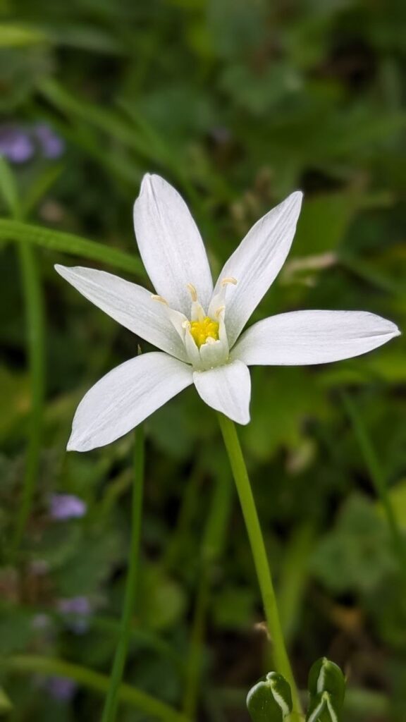 Star of Betlehem