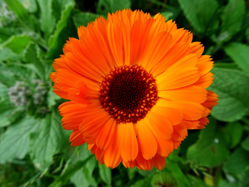 Die Ringelblume - Calendula officinalis