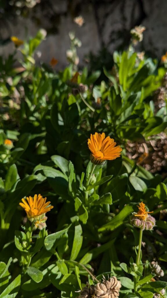 Ringelblume 2