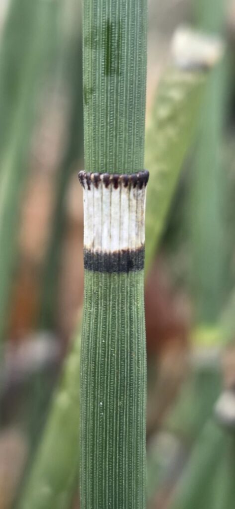 Winter-Schachtelhalm (Equisetum hyemale) im Wald - Nahaufnahme