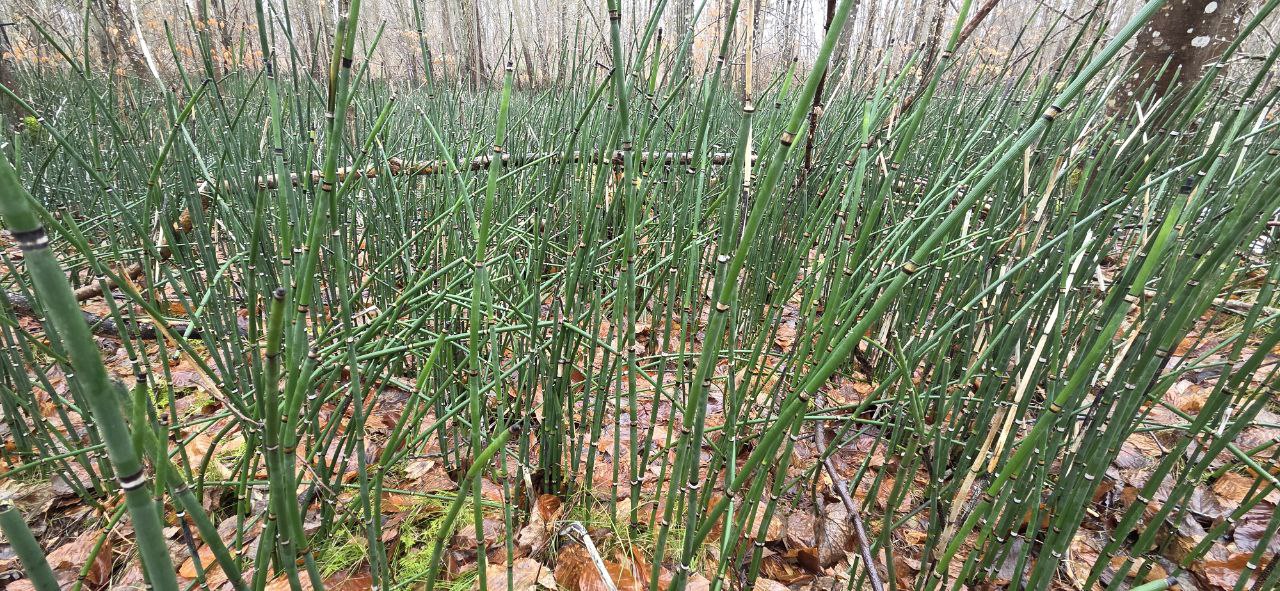 Winter-Schachtelhalm (Equisetum hyemale) im Wald