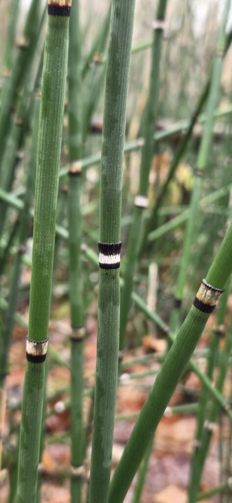 Winter-Schachtelhalm (Equisetum hyemale) im Wald