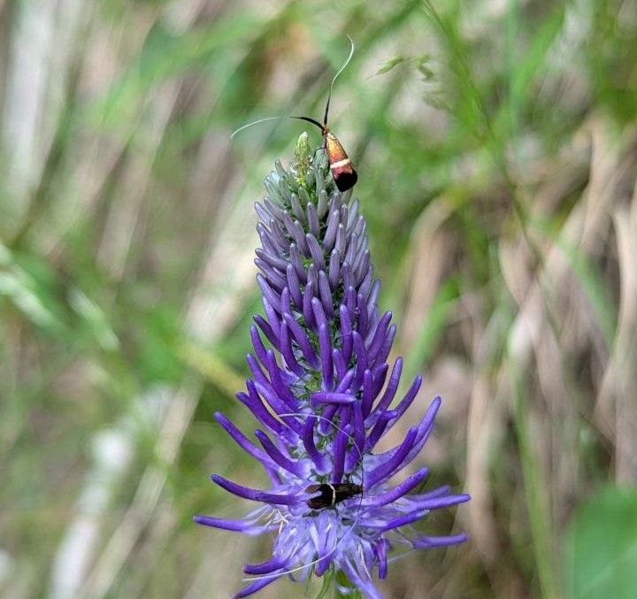 Blüte sucht Insekt – das magische Netzwerk von Pflanzen und Bestäubern