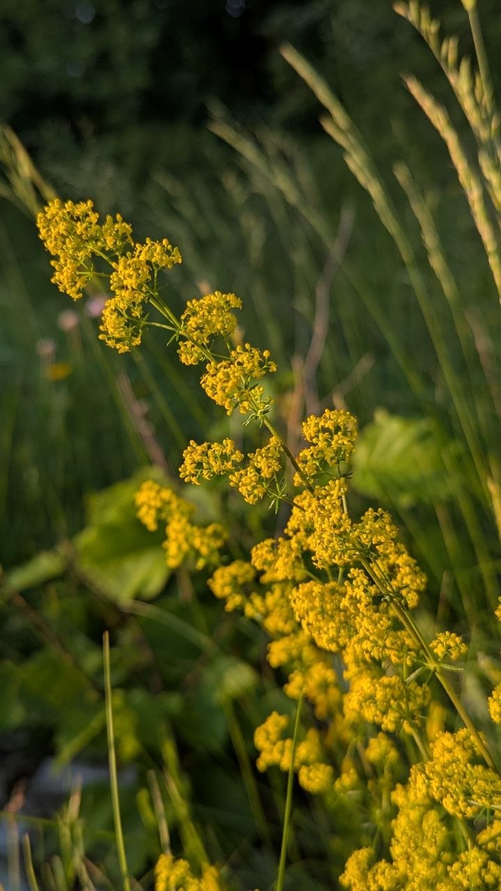 Das echte Labkraut mit goldgelben Blüten auf einer Sommerwiese