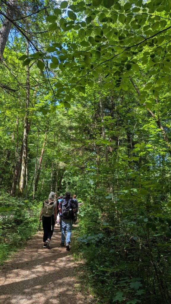 Teilnehmer der Kräuterpädagogik 1 Ausbildung wandern gemeinsam durch einen sommerlichen Wald