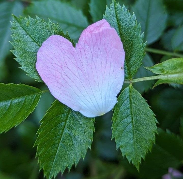 Rosafarbene Rosenblüte in Herzform zwischen grünen Blättern – Symbolbild für den Audiokurs über sieben Herzpflanzen