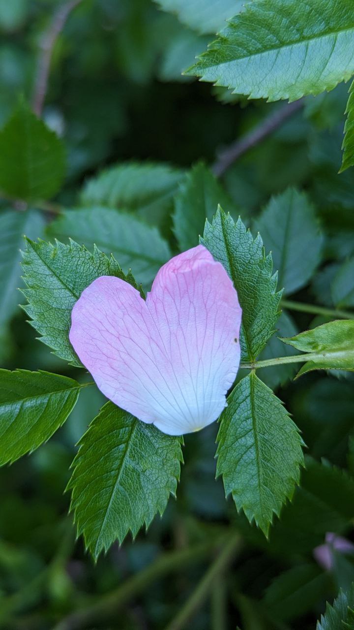 Rosafarbene Rosenblüte in Herzform zwischen grünen Blättern – Symbolbild für den Audiokurs über sieben Herzpflanzen