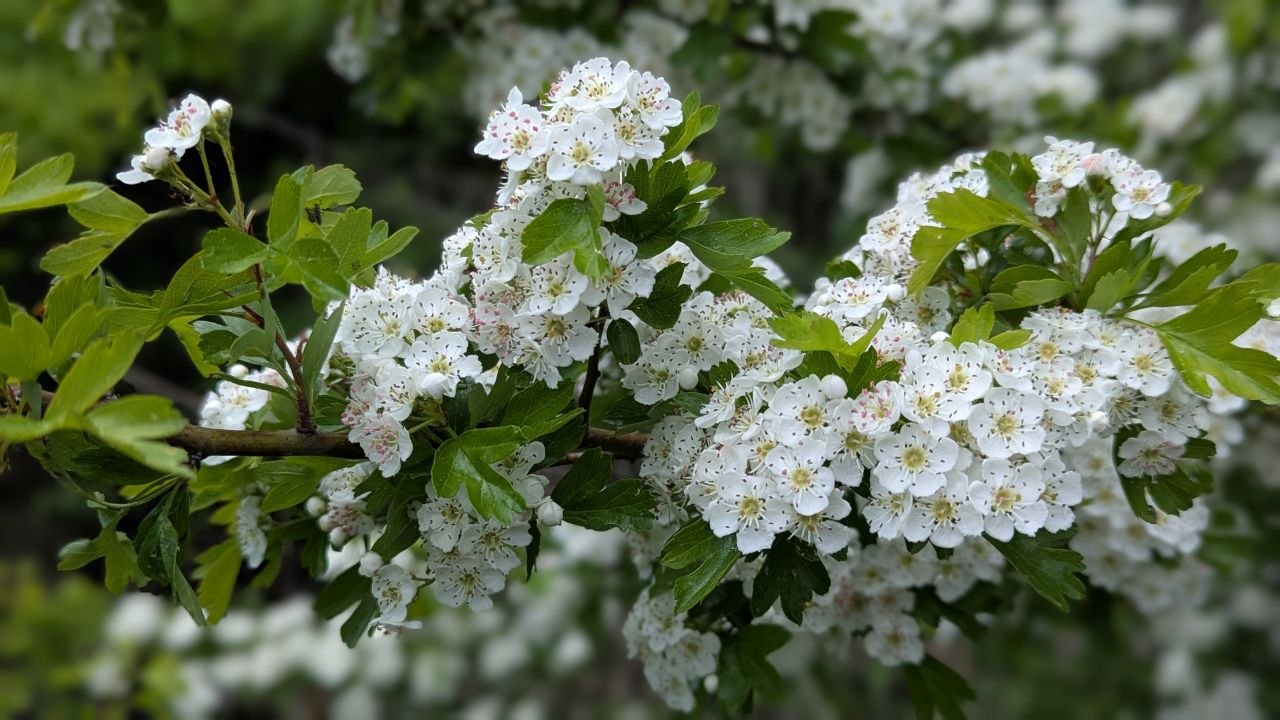 Blühender Weißdorn mit weißen Blütendolden und grünen, gelappten Blättern